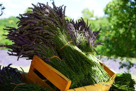 lavender 1595608 640