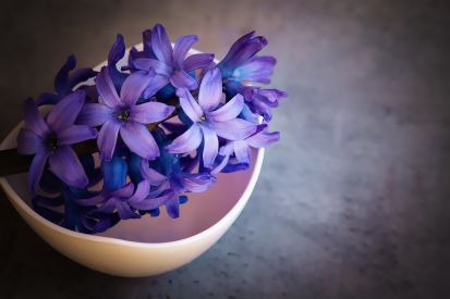 hyacinth 1403653 1920