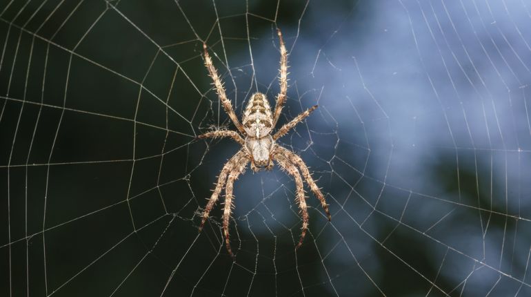 Proč se pavouk nezamotá? Hedvábí pavučin odolává kroucení