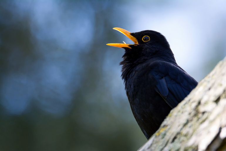kosi shutterstock 449791090