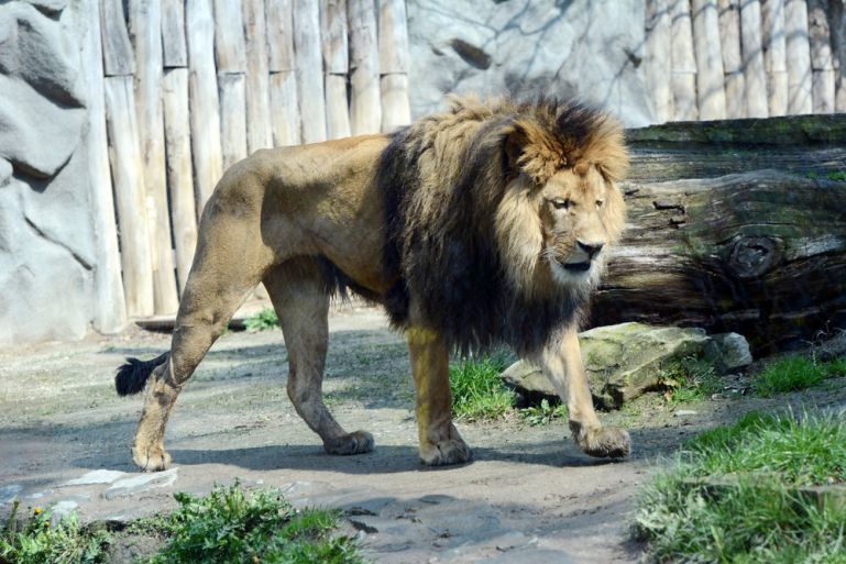 zoo shutterstock 632269925