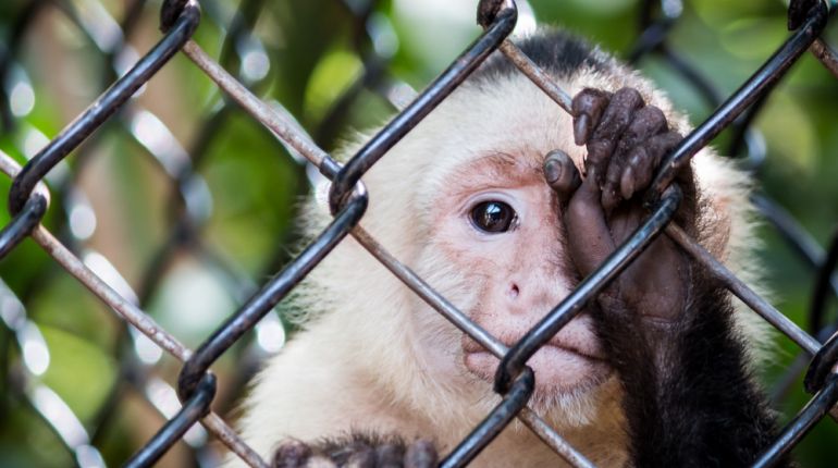 Je ZOO skutečně místem, které chceme svou návštěvou podpořit?  
