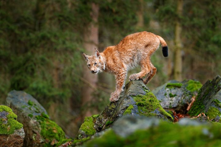 shutterstock 500684695