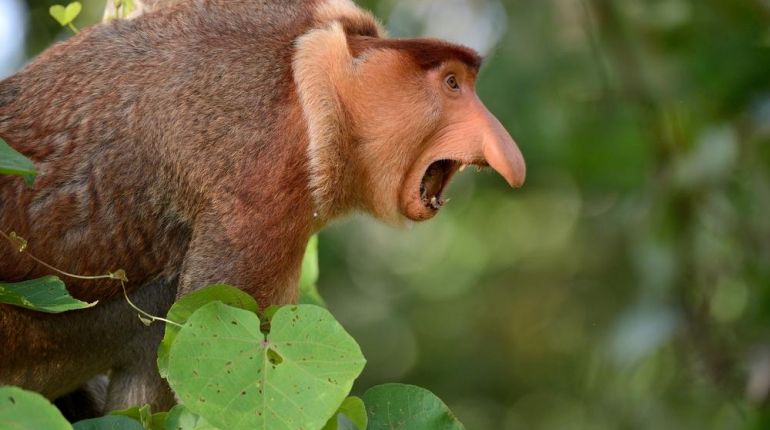 Do Bornea za skutečnou podobou skřítka Dobbyho z Harryho Pottera