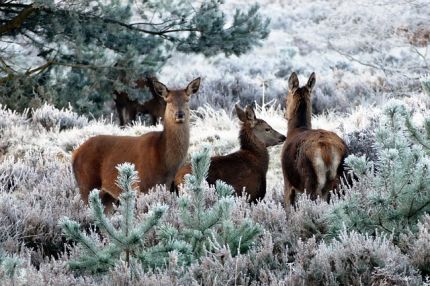 deer 1940368 640