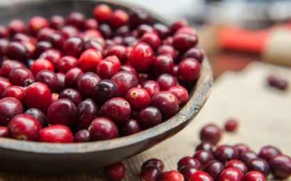 domaci antibiotika shutterstock 529712560