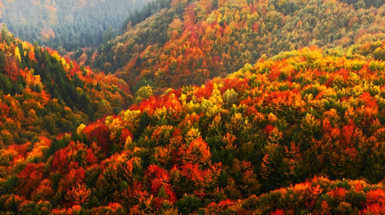 Imigranti jsou problémem číslo jedna. Víte ale, že v Americe migrují už i stromy?
