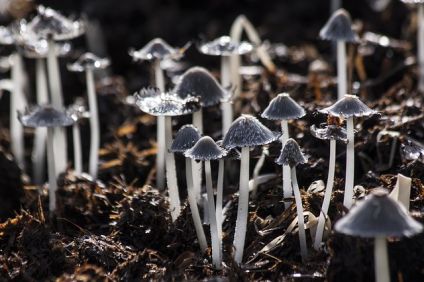 mushrooms 116973 640