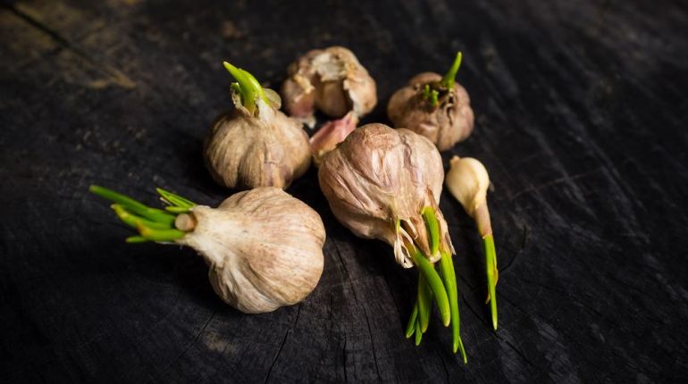 Nevyhazujte naklíčený česnek, obsahuje zdravé antioxidanty