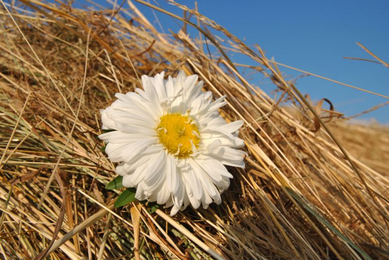 slama pestovanishutterstock 572322448