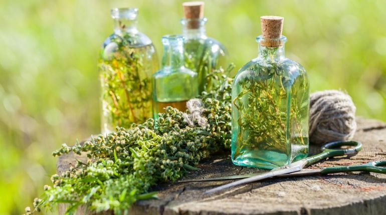 Zavařování v květnu – divoký ocet a bezový sirup