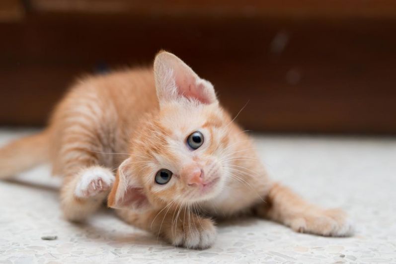 zvireci nemoci shutterstock 220273294