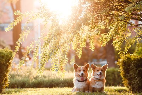 corgi shutterstock 574419088
