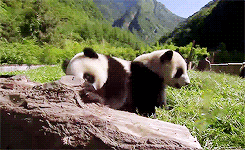 giphypanda downsized