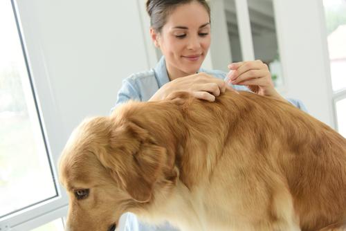 zvireci nemoci shutterstock 332360267